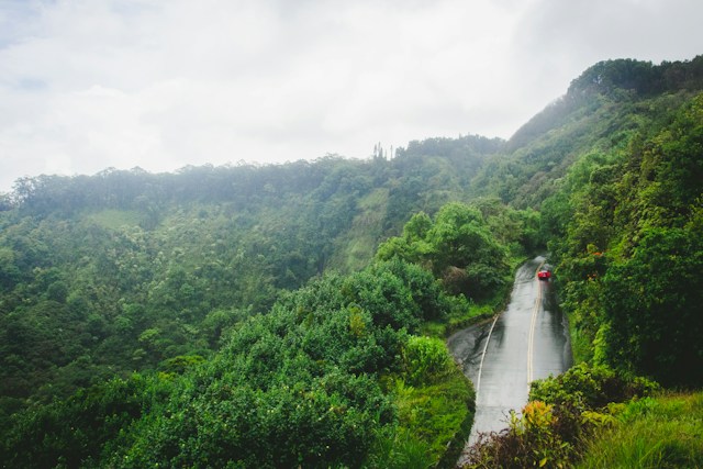 A lone car driving down the Hana highway surrounded by lush trees.