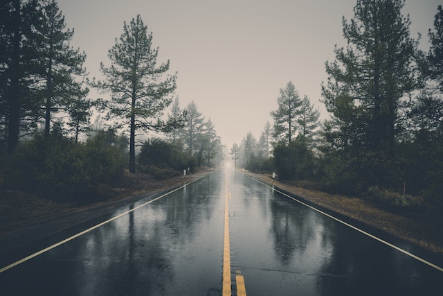 A clear tarred road between pine trees.