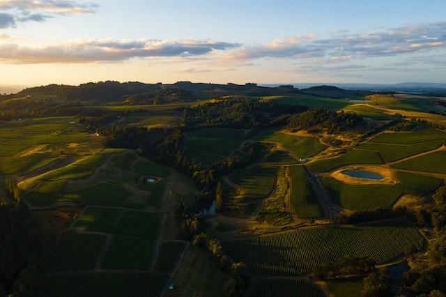 A vast cornfield.